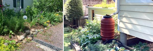 Rain garden next to house with grate in driveway and a rain barrel under gutter downspout